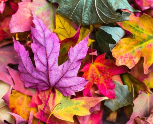 Sapori d'autunno