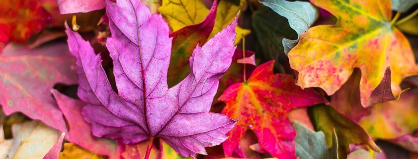 Sapori d'autunno