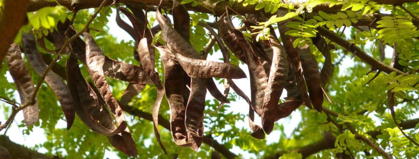 carruba